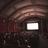 Le bois de cocobolo : un matériau précieux entre cinéma, musique et conservation
